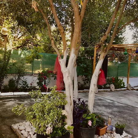 Goel Evi *